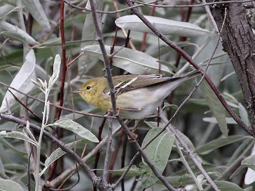 Blackpoll Warbler; Dendroica striata by phenolog is licensed under CC BY-NC-SA 2.0